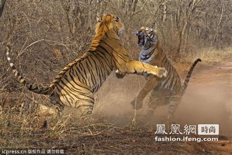 精彩瞬间 雌雄老虎为食物搏命打架_时尚频道_凤凰网