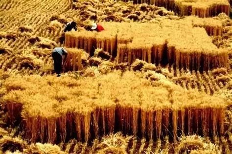 麦收季高清图片下载_红动中国