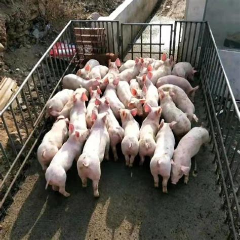 猪价行情 生猪价格猪价 批发生猪价格走势 会山分析