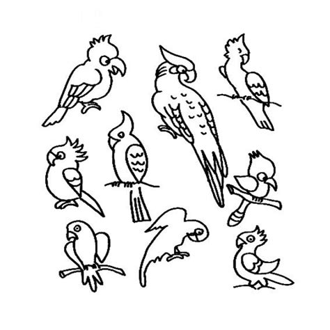 多种鹦鹉的动态画法素材 - 育才简笔画