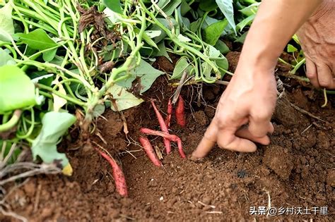 什么时间种红薯苗最好？种植红薯要注意哪些问题？ | 说明书网