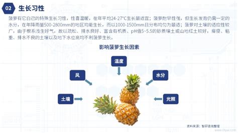 岱文君2020年12月 2日徐闻县菠萝价格 - 绿果网产地报价