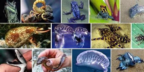 还有一种水母叫立方水母，它才是水母里面最毒的品种_凤凰网