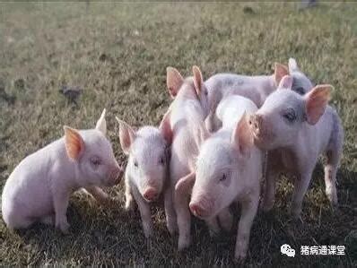 养猪场建设/养猪技术 - 中国养猪网-中国养猪行业门户网站