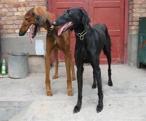 细犬图片
