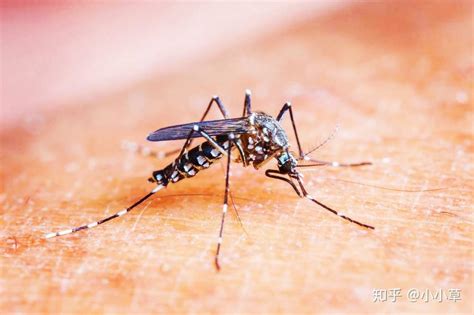 蚊子包越大，毒性越大？蚊子叮咬后，身体会发生什么变化？|疾病_新浪新闻