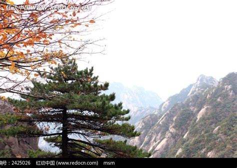 黄山松树图片