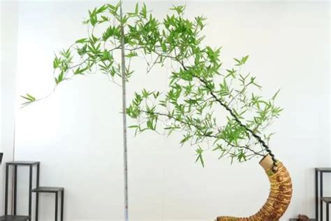 佛肚竹盆景的制作、价格及养殖方法-中国国际花卉园艺展览会