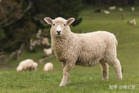 羊绒和绵羊毛的区别，羊毛绵羊毛羊绒哪个更好 – 百场汇