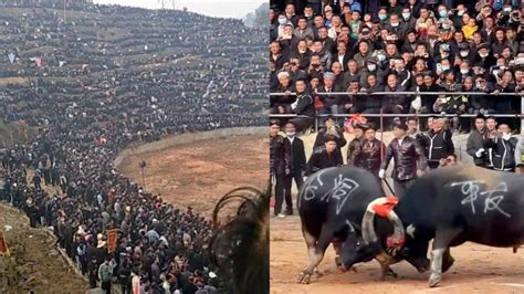 西班牙举行斗牛表演 斗牛士被公牛顶翻狼狈倒地