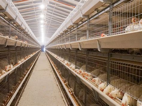 远卓农牧认为自动化肉鸡养殖设备养鸡公母一定要分群