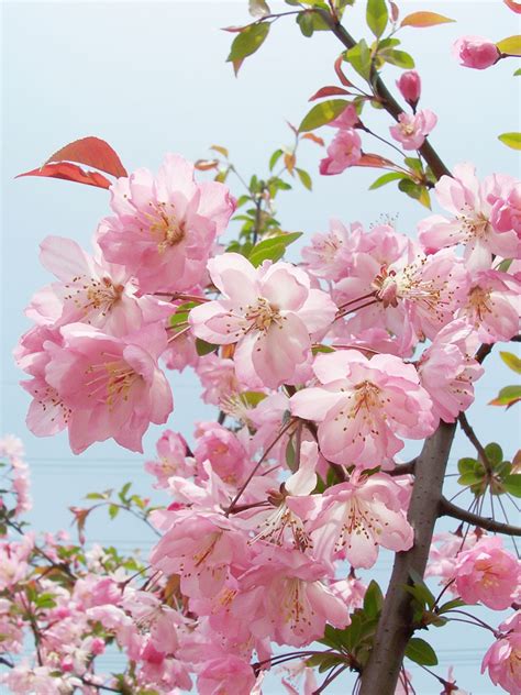 春风四月 北京世界花卉大观园郁金香花开如期，惊艳岁月~-市区-墙根网