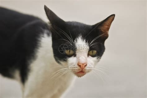 这些猫咪的黑白照片非常有意境图片 第10页-高清背景图-ZOL手机壁纸