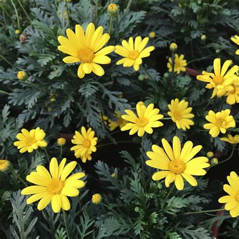 黄金菊可以在40做左右的温度生长吗-绿宝园林网