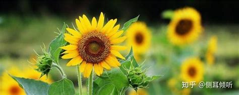 向日葵总是面向太阳吗 向日葵朝着太阳开花的原因是什么 _八宝网