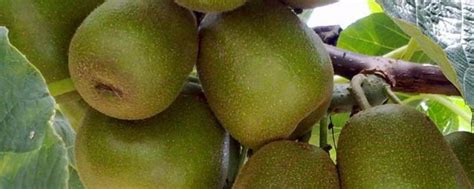 【出行】猕猴桃、葡萄、柑橘……杭州时令水果采摘攻略在此，假期后半程约起！|杭州_新浪新闻
