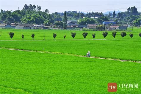 2020年安徽省水稻种植分布数据-地理遥感生态网