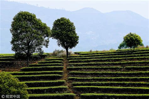 不是所有云南普洱茶都需要上树采摘的！|普洱茶百科 - 中吉号官网
