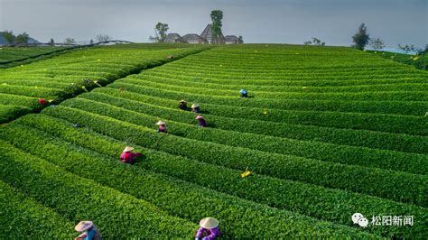 茶叶市场发展的“平凡之路”-茶和天下