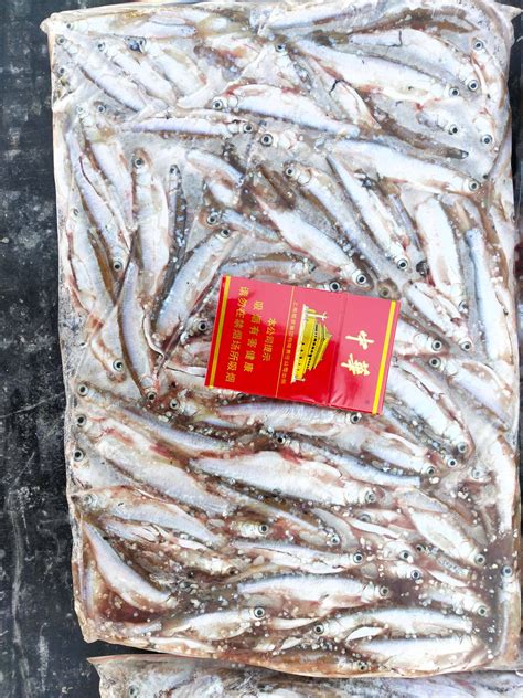 长期大量收鱼的，大量上门收购白条鱼，小杂鱼收购加工企业 吉林白城-食品商务网