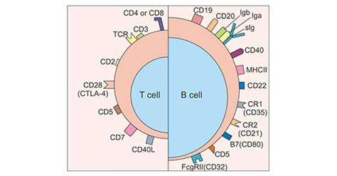 NK细胞研究 目录-诺为生物是eBioscience, Miltenyi,STEMCELL, SunJinLab,LGC Lucigen ...
