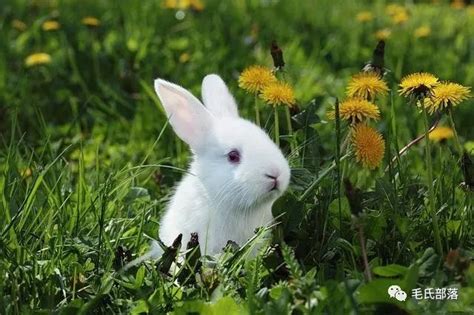 最适合养兔的牧草有哪些？-藤本月季网