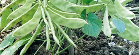 扁豆种植方法和时间 - 七彩三农