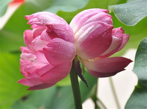 双生花图片