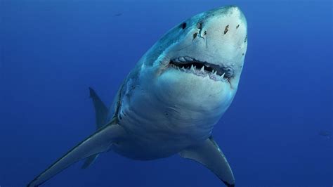 Tiere im Wasser: Haie - Tiere im Wasser - Natur - Planet Wissen