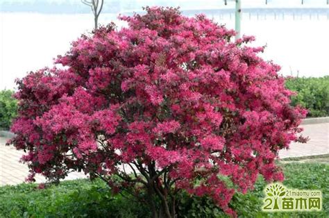 庭院植物红花檵木怎么养好？