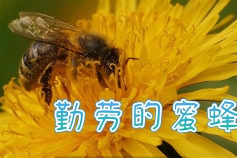 蜂蜜什么时候喝最好（吃蜂蜜有哪些好处） – 碳资讯