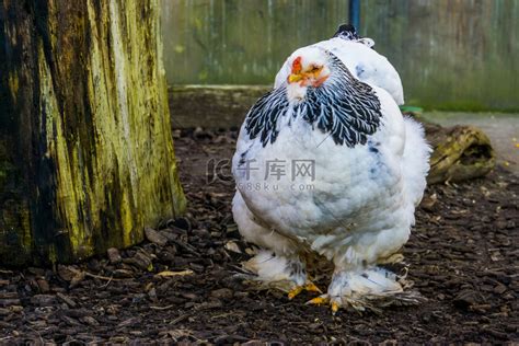 白色婆罗门鸡种蛋鸡 散养杂交梵天鸡 养殖简单