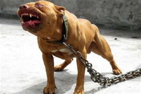 中国十大禁犬 土佐日本国宝比特犬战斗力太强容易伤人