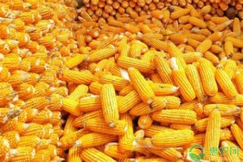 当前玉米价格多少钱一斤？今日玉米价格最新行情 - 惠农网