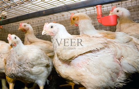 四十天，鸡在一个家禽饲养场肉鸡照片摄影图片_ID:302937091-Veer图库