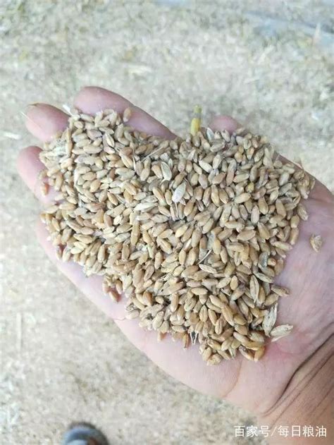 小麦收购价格究竟是多少，看各地农民发布价格/【新闻追踪】因为“呕吐毒素”超标 十几万斤小麦粮管所拒收了......