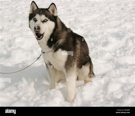 Eight Below Picture 4
