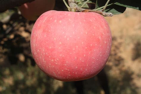 水果新品种 特色水果种植新品种_华夏智能网