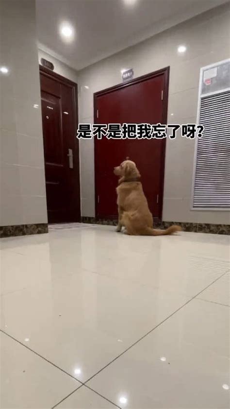 每一只被关在门外的猫都是有性格的 - 知乎