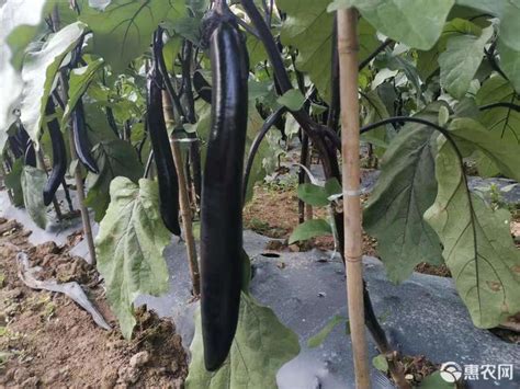 大朗蔬菜配送公司 茄子1.8元/斤 广东东莞-食品商务网