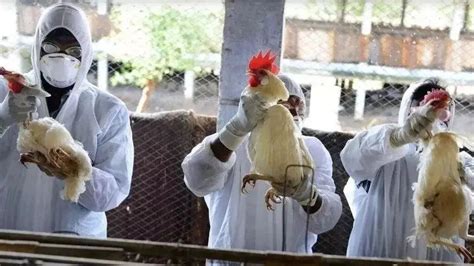 H7N9禽流感来袭-新闻专题-科学网