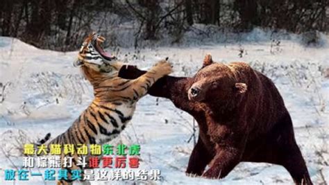 最大猫科动物东北虎和棕熊打斗谁更厉害？放到一起其实是这个结果_高清1080P在线观看平台_腾讯视频