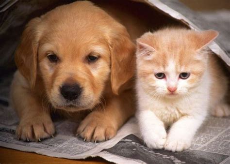 狗和猫一起素材-狗和猫一起图片-狗和猫一起素材图片下载-觅知网