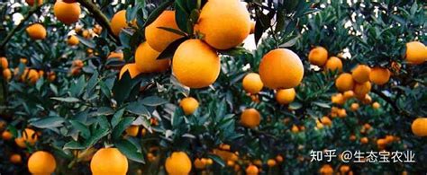柑橘果实采摘完，果农还应该采取什么措施，一起来看看_影响