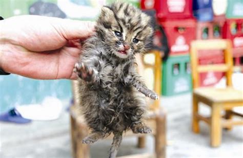 女子捡回三只小猫咪，带到宠物医院查看，兽医说你捡到宝了！