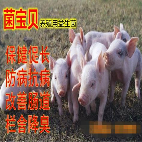 猪病防治文章-养猪课堂