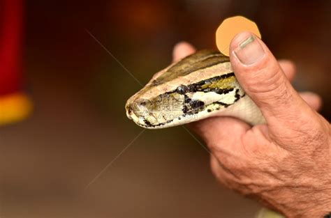 蟒蛇 Python molurus - 物种库 - 国家动物标本资源库