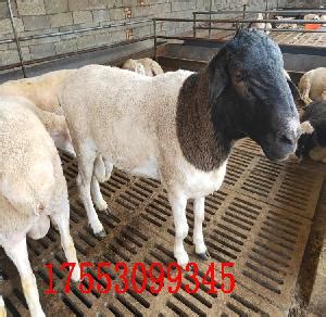 活羊出售活体杜泊绵羊羊羔怀孕母羊多少钱育肥肉羊育肥羊澳洲白-阿里巴巴