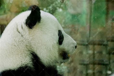 广州动物园大熊猫憨态可掬【图】_国内要闻_天下_新闻中心_台海网