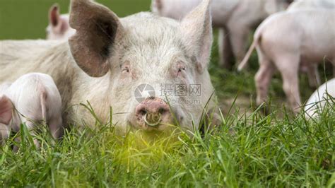 草地上的母猪和猪宝宝高清图片下载-正版图片307550747-摄图网